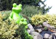 Garden Frogs