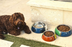 Paw Me Pet Bowl